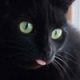   Black_Cat55