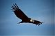   CONDOR